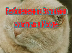 Безболезненная Эвтаназия животных в Москве
