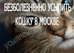 Безболезненно усыпить кошку в Москве