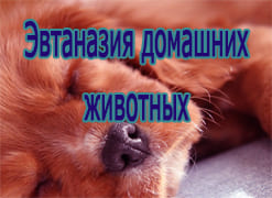 Эвтаназия домашних животных в Москве
