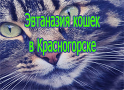 Эвтаназия кошек в Красногорске