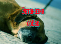 Эвтаназия собак