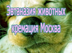 Эвтаназия животных кремация Москва