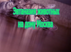 Эвтаназия животных на дому Москва
