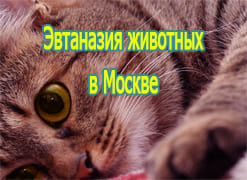 Эвтаназия животных в Москве