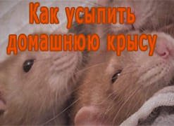 Как усыпить домашнюю крысу