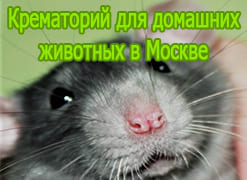 Крематорий для домашних животных в Москве

