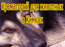 Усыпление собак в Пушкино