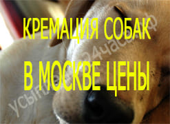 Кремация собак в Москве цены
