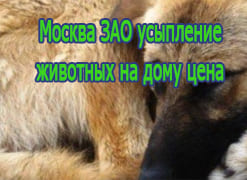 Москва ЗАО усыпление животных на дому цены