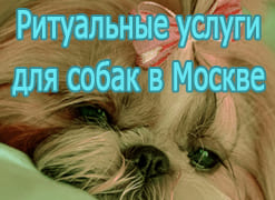 Ритуальные услуги для собак в Москве
