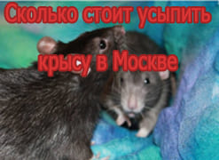 Сколько стоит усыпить крысу в Москве