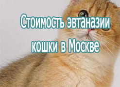 Стоимость эвтаназии кошки в Москве