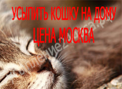 Усыпить кошку на дому цена Москва