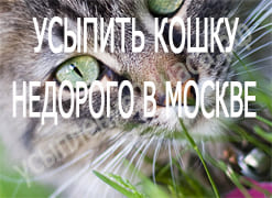 Усыпить кошку недорого в Москве