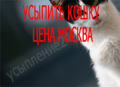 Усыпить кошку цена Москва
