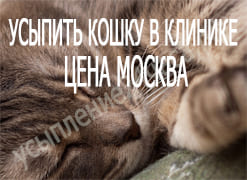 Усыпить кошку в клинике цена Москва
