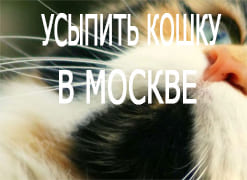 Усыпить кошку в Москве