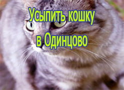 Усыпить кошку в Одинцово