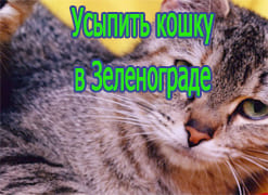 Усыпить кошку Зеленограде