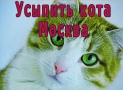Усыпить кота Москва

