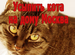 Усыпить кота на дому Москва
