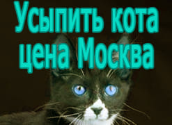 Усыпить кота цена Москва
