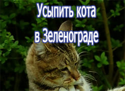 Усыпить кота в Зеленограде