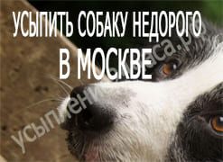 Усыпить собаку недорого в Москве