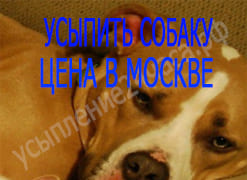 Усыпить собаку цена в Москве
