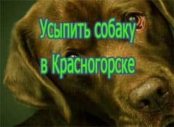 Усыпить собаку в Красногорске