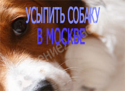 Усыпить собаку в Москве
