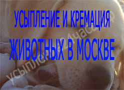 Усыпление и кремация животных в Москве

