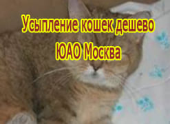 Усыпление кошек дешево ЮАО Москва