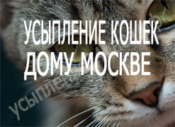 Усыпление кошек дому Москве
