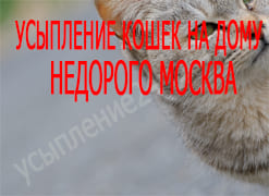 Усыпление кошек на дому недорого Москва