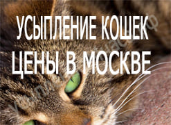 Усыпление кошек цены в Москве
