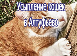 Усыпление кошек в Алтуфьево