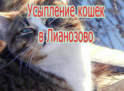 Усыпление кошек в Лианозово