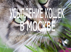 Усыпление кошек в Москве
