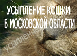 Усыпление кошки в Московской области