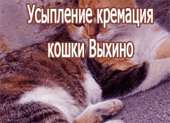 Усыпление кремация кошки Выхино