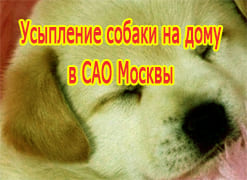 Усыпление собаки на дому в САО Москвы