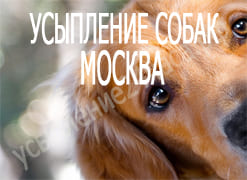 Усыпление собак Москва