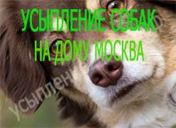 Усыпление собак на дому Москва