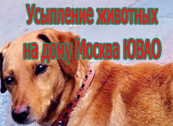 Усыпление животных на дому Москва ЮВАО