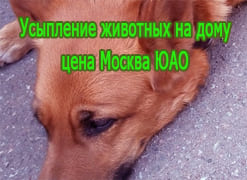 Усыпление животных на дому цена Москва ЮАО