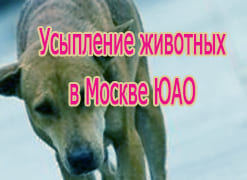 Усыпление животных в москве ЮАО