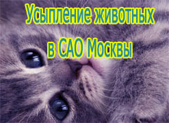 Усыпление животных в САО Москвы