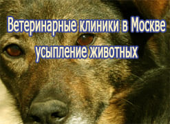 Ветеринарные клиники в Москве усыпление животных